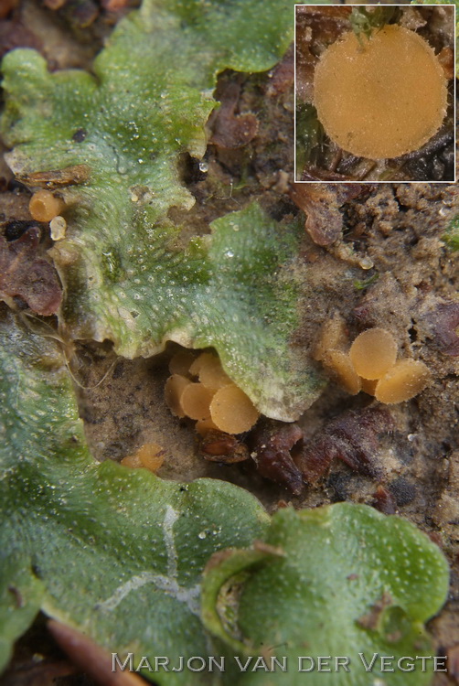 Halvemaantjesmosschijfje - Octosporopsis nicolai